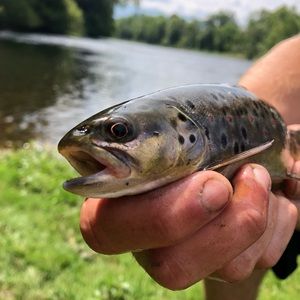 Meet your Posher, Logan